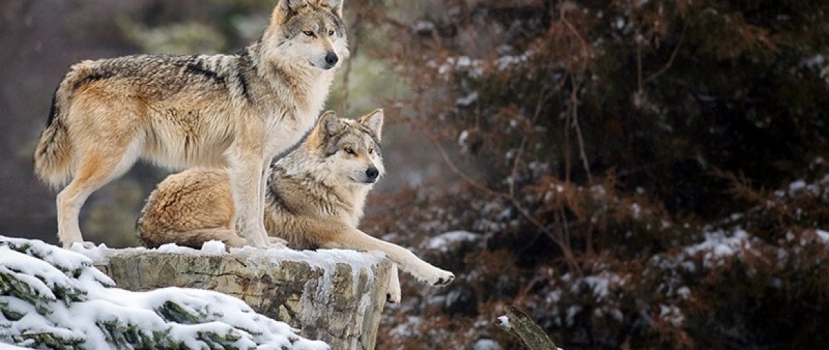В США восстанавливают мексиканских серых волков