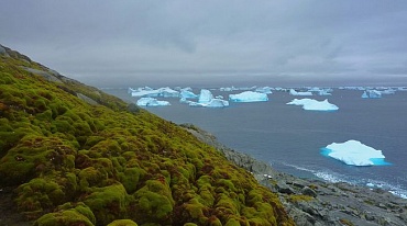 Антарктический полуостров может зарасти лесами