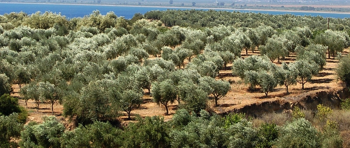 Жара уничтожает оливковые фермы Испании