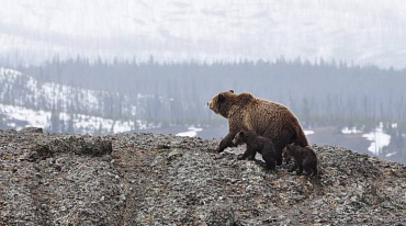 Символ России и природы: обычаи и традиции в День медведя