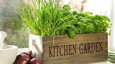 Как вырастить экологичные овощи дома