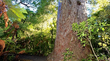 Деревья каури одни из самых древних на планете