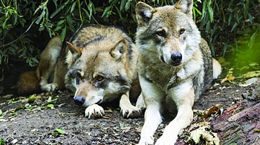 В лесах Тамбовской области осталось два волка