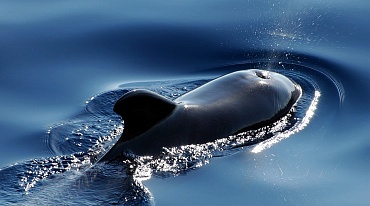 Удивительные факты о китообразных