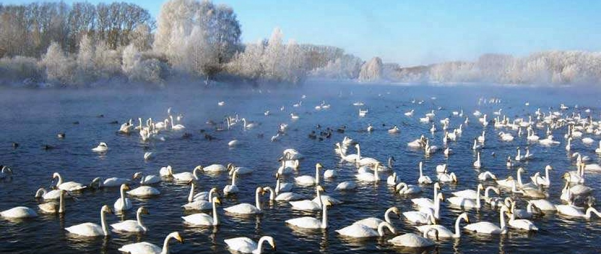 Уникальное озеро Алтая назвали Лебединым