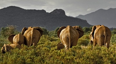 Африканским слонам осталось 10 лет до исчезновения