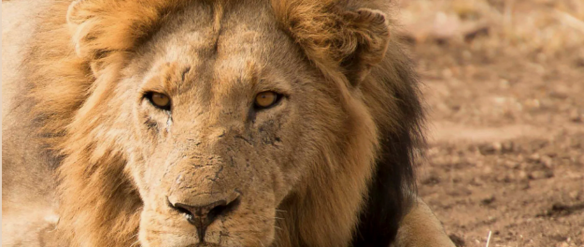 Южная Африка запретит разводить львов в охотничьих целях