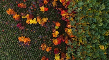 Фотограф демонстрирует красоту лесов