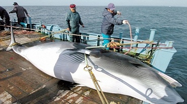 Активисты выразили протест против охоты на китов