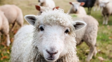 Овцы умеют различать людей