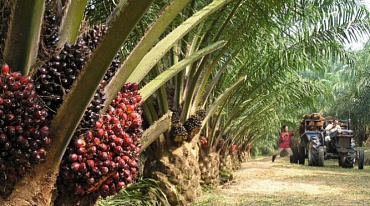 Посадка масличных пальм приведет к вымиранию 25% редких животных Африки