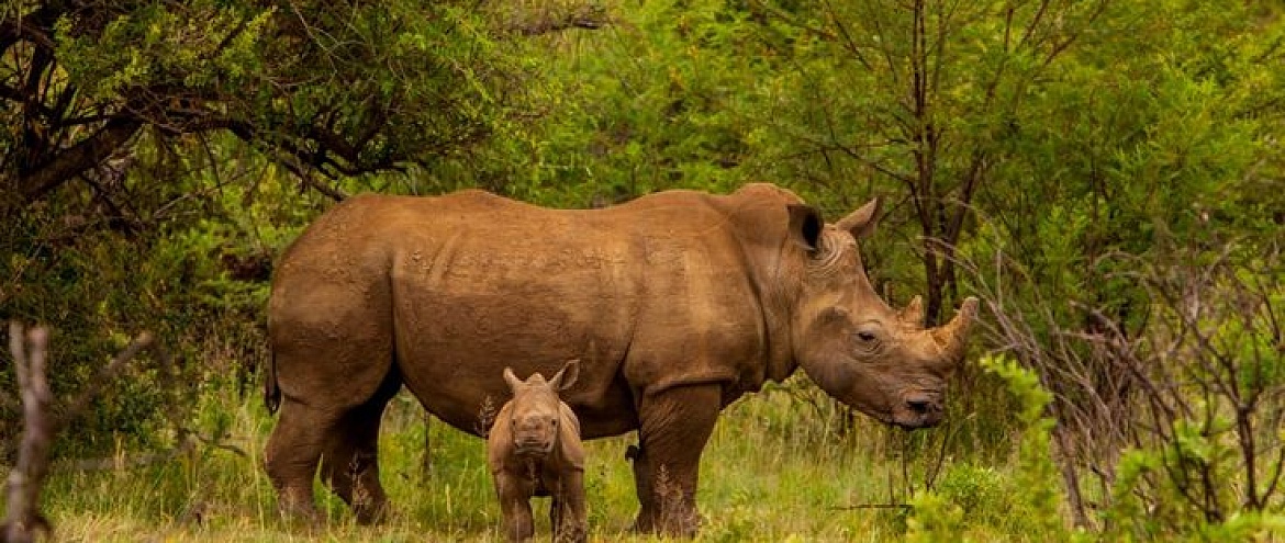 Ветераны США берут под защиту носорогов в Африке