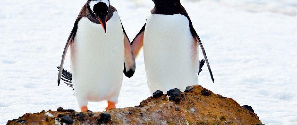 Биоразнообразие Антарктики находится под угрозой