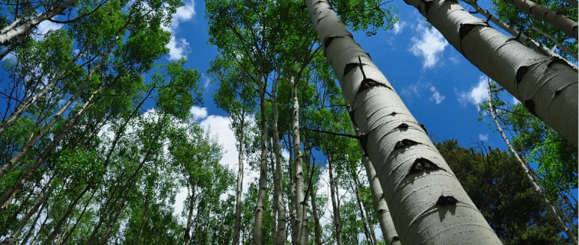 Спасти растительный мир от воздействия изменения климата помогут осиновые леса