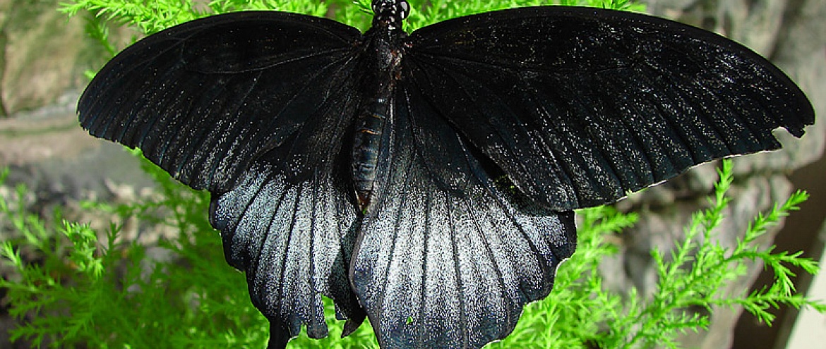 Черные крылья бабочки подсказали модель солнечной батареи