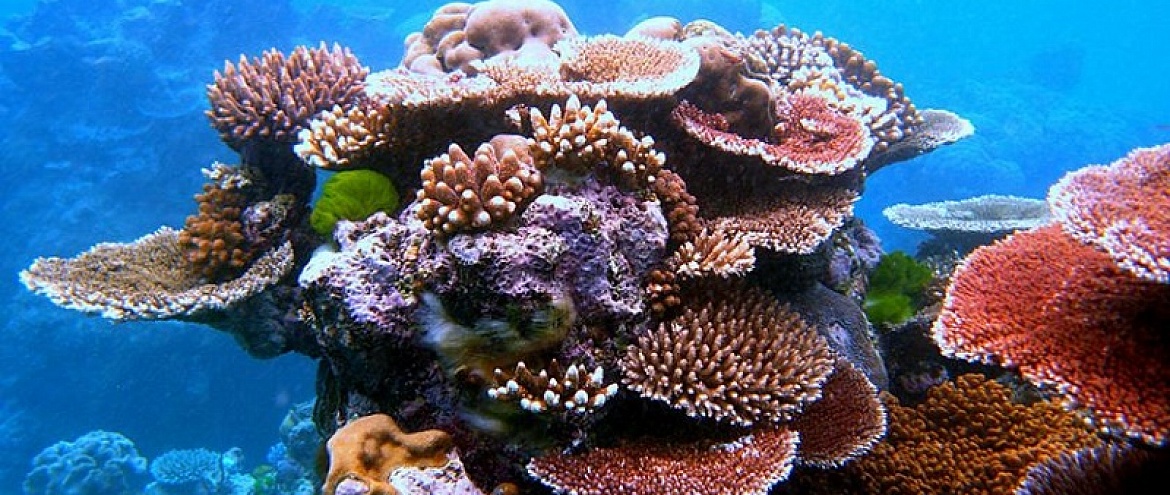Кораллы погибают от жары