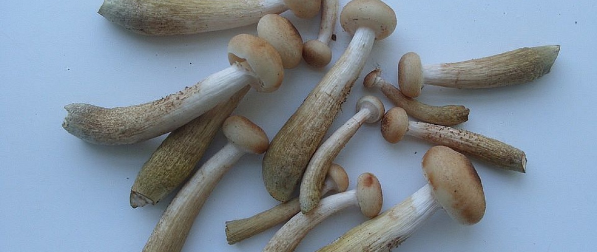 Алтайские ученые придумали ранозаживляющий материал  из грибов