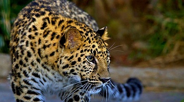 С начала века возросла популяция дальневосточного леопарда 