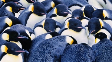 Императорские пингвины могут просто исчезнуть