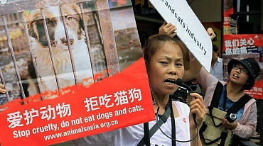 Фестиваль еды из мяса собак прошел в Китае