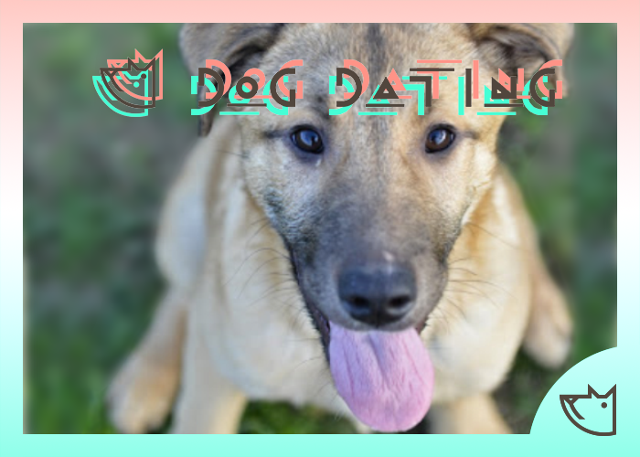 dog dating