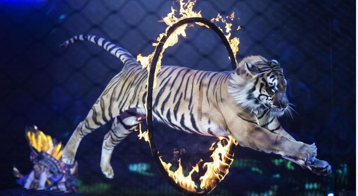 В России могут запретить цирки с животными