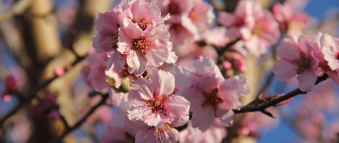 В Японии из-за климатических изменений цветение сакуры началось раньше срока