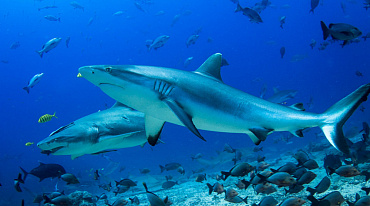 Ученые установили причину смертности акул 