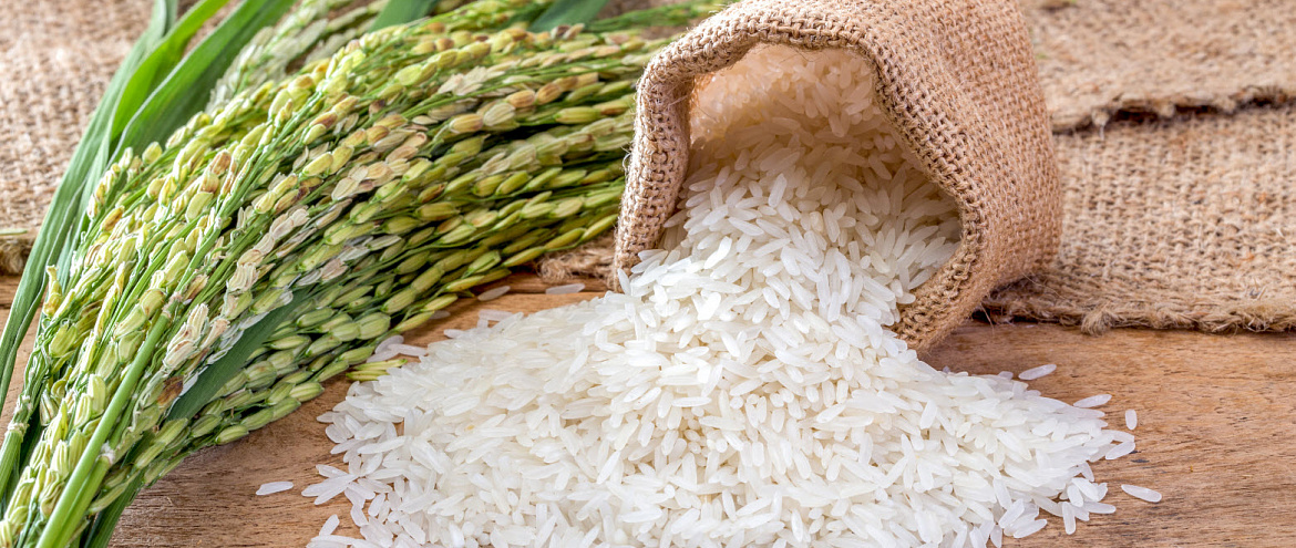 Ученые планируют выращивать рис в Нидерландах