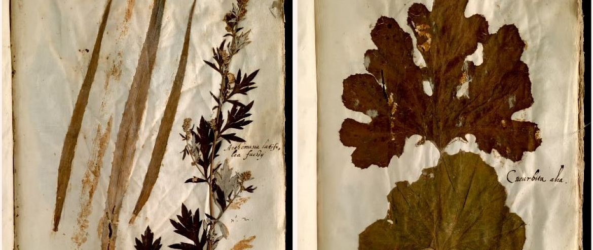 Коллекция растений эпохи Возрождения помогла понять изменения климата