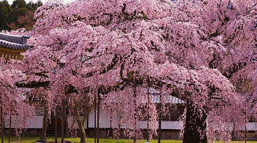 Глобальное потепление сокращает цветение сакуры 