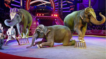 Цирковых животных передадут в реабилитационные центры 