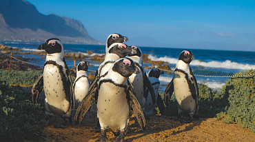 Африканским пингвинам грозит вымирание