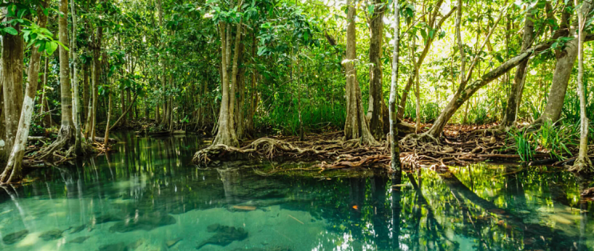 Мангровые леса, как способ адаптации к изменениям климата
