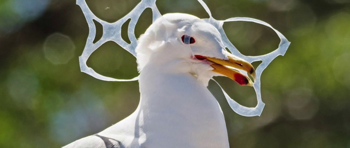 Пластик стал причиной заболевания морских птиц
