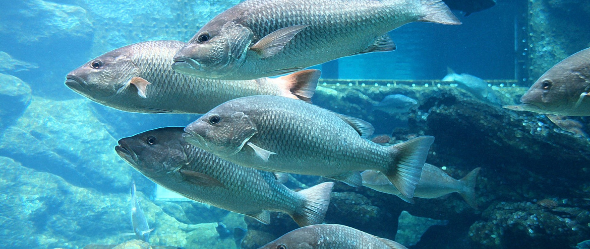 Биологи выяснили, почему северные рыбы крупнее южных