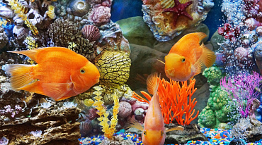 Исследование: содержание аквариума с тропическими рыбами наносит вред экологии