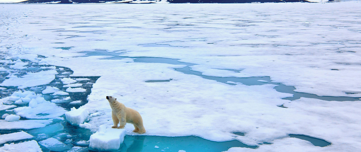 Ученые создали проект со звуками Арктики и Антарктики