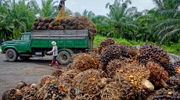 Нестле «очень обеспокоена» вырубкой лесов в Индонезии