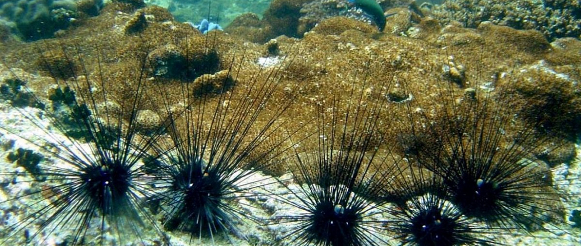 Вымирание морских ежей ставит под угрозу коралловые рифы Красного моря