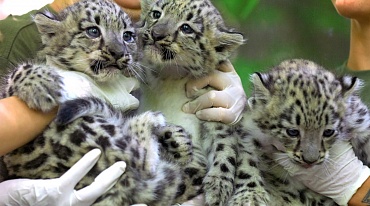 «Россия называет»: жители России выбирают имена трем котятам переднеазиатского леопарда