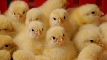  Из-за птичьего гриппа в Дании уничтожат 25 тысяч цыплят
