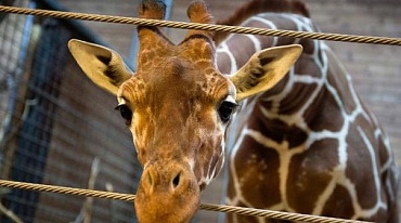 Донской: идея закрыть британские зоопарки связана с жестокостью к животным