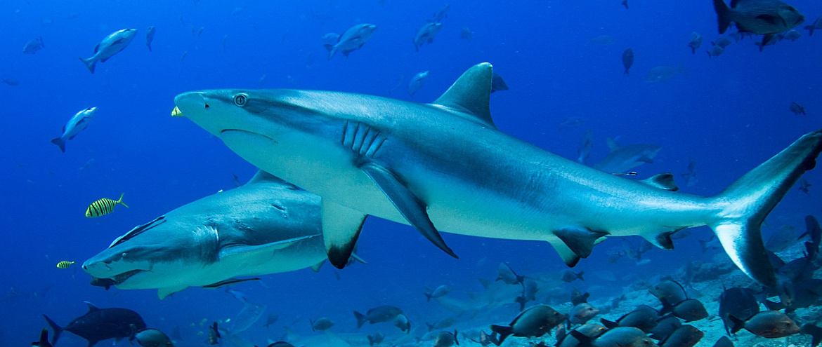 Ученые установили причину смертности акул 