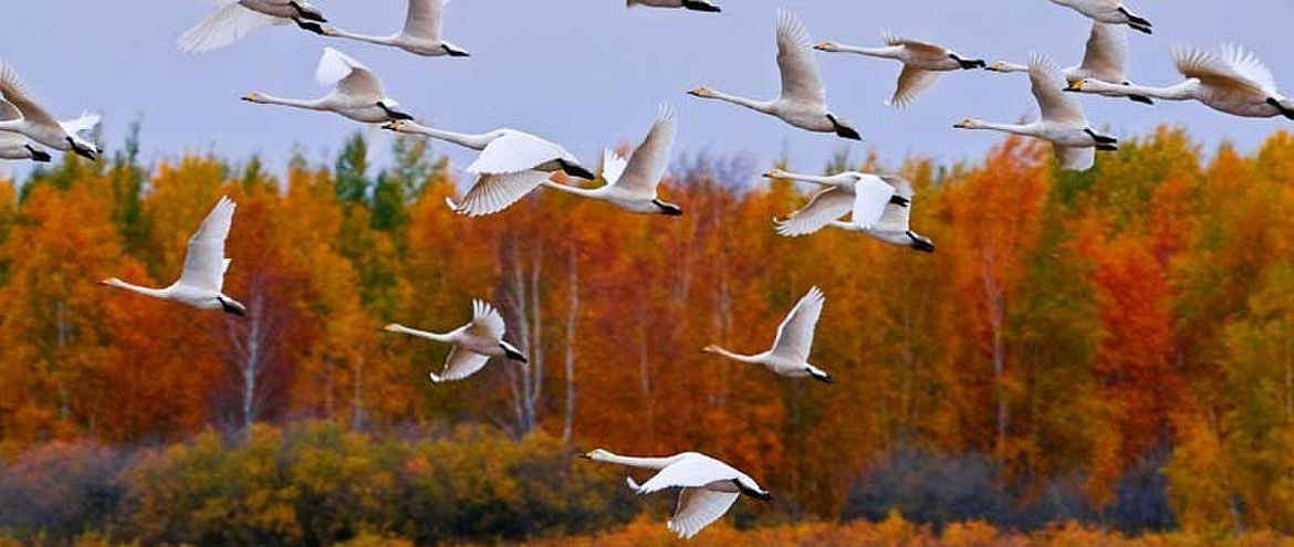 Заповедники и национальные парки подвели итоги осенних перелетов птиц 