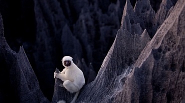 Безмолвие и красота таятся в каменных лесах Мадагаскара