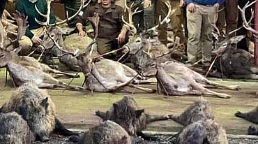 В Португалии охотники совершили массовое убийство оленей и кабанов