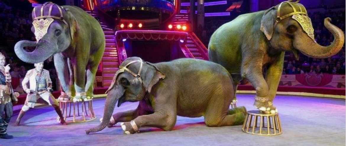 Цирковых животных передадут в реабилитационные центры 