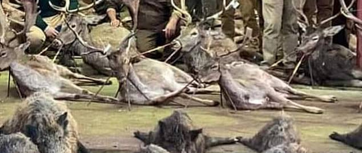 В Португалии охотники совершили массовое убийство оленей и кабанов