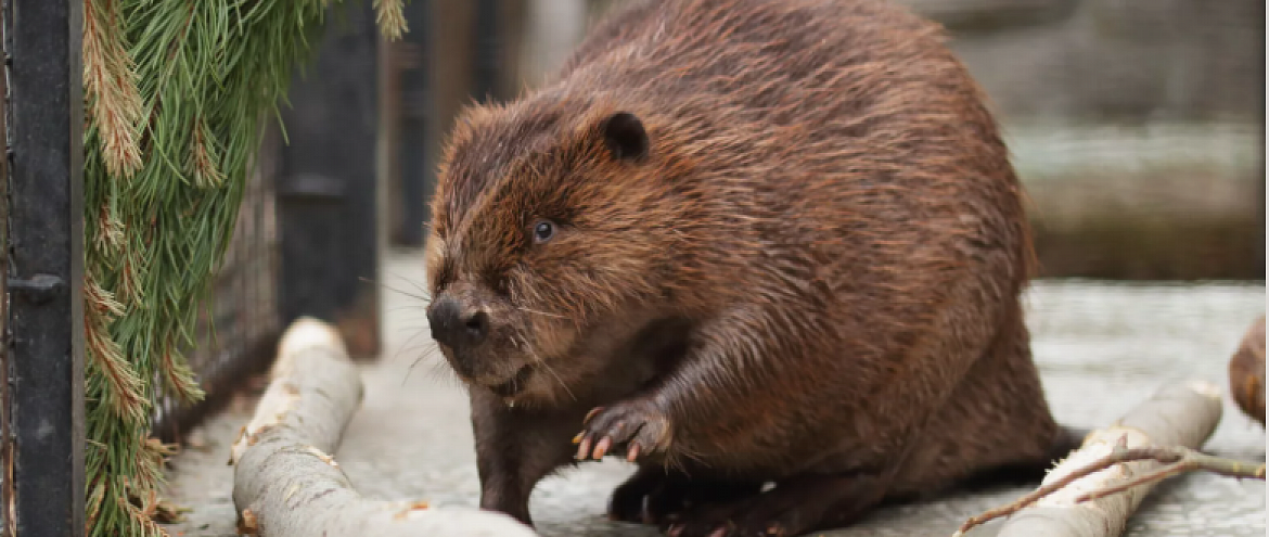 В зоопарке Петербурга животных проверят на микропластик 
